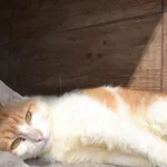 Simba