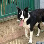 Pies do adopcji, Pabianice, 11 czerwca 2026