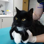 HUGO