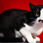 Kot do adopcji, Wałbrzych, 18 maja 2026