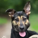 Janka