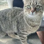 Kot do adopcji, Henrykowo, 4 maja 2026