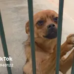 Pies do adopcji, Radom, 19 czerwca 2026
