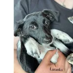 Łazanka