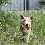 Pies do adopcji, Bydgoszcz, 19 czerwca 2026