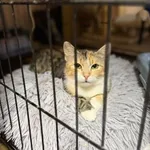 Kot do adopcji, Głowno, 18 czerwca 2026