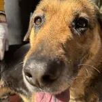Telma – biszkoptowa sunia w typie labradora szuka domu