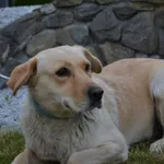 Bella