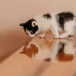 Kot do adopcji, Czartki, 19 czerwca 2026