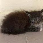 Mochi