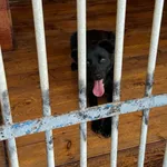 Pies do adopcji, Rytlów, 23 czerwca 2026
