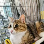 Kot do adopcji, Wrocław, 23 maja 2026