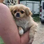 Pies do adopcji, Rytlów, 23 czerwca 2026