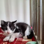 Kot do adopcji, Orzechowce, 22 czerwca 2026