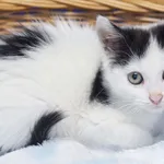 Mozzarella 233/2026