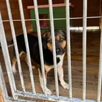 Pies do adopcji, Rytlów, 23 czerwca 2026