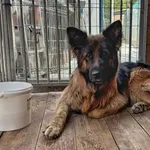 Pies do adopcji, Rytlów, 23 czerwca 2026