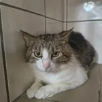 Kot do adopcji, Orzechowce, 23 czerwca 2026