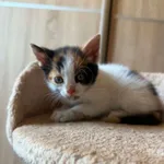Lilianka