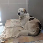 Suczka znaleziona w Tucznie