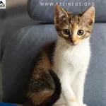 Kot do adopcji, Rzeszów, 25 czerwca 2026