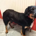 Pies do adopcji, Ropczyce, 24 czerwca 2026