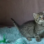 Kot do adopcji, Chełmek, 2 czerwca 2026