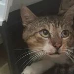 Kot do adopcji, Racławice, 20 czerwca 2026