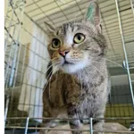 Kot do adopcji, Wrocław, 2 czerwca 2026