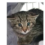 Kot do adopcji, Wrocław, 27 maja 2026