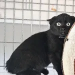 Kot do adopcji, Wrocław, 27 maja 2026