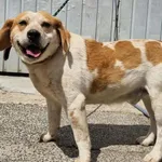 Pies do adopcji, Racławice, 23 czerwca 2026