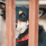 Pies do adopcji, Milanówek, 25 czerwca 2026