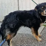 Pies do adopcji, Racławice, 24 czerwca 2026