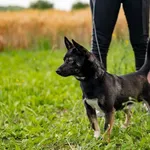 Pies do adopcji, Racławice, 26 czerwca 2026