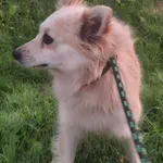 Elsa