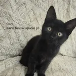 Kot do adopcji, Nowy Dwór Mazowiecki, 26 czerwca 2026