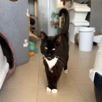 Kot do adopcji, Oborniki, 21 stycznia 2026