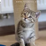 Kot do adopcji, Rzeszów, 28 czerwca 2026