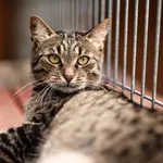 Kot do adopcji, Częstochowa, 27 grudnia 2025