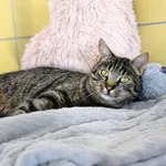 Kot do adopcji, Wrocław, 29 maja 2026