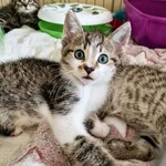 Kot do adopcji, Wrocław, 29 maja 2026