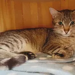 Miso
