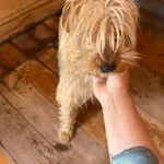 Pies do adopcji, Rytlów, 30 czerwca 2026