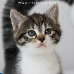 Kot do adopcji, Chmielnik, 1 lipca 2026