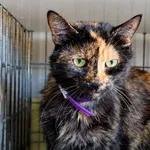 Kot do adopcji, Wrocław, 11 czerwca 2026