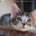 Kot do adopcji, Rzeszów, 2 lipca 2026