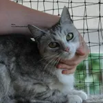 Kot do adopcji, Nowy Dwór Mazowiecki, 2 lipca 2026