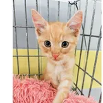 Kot do adopcji, Wrocław, 2 lipca 2026