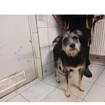 Fanto 2